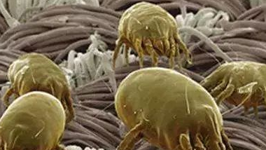 放久的衣服会滋生霉菌和尘螨 放久的衣服会滋生霉菌和尘螨